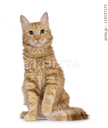Aphrodite Giant Longhair cat on white background 119337173