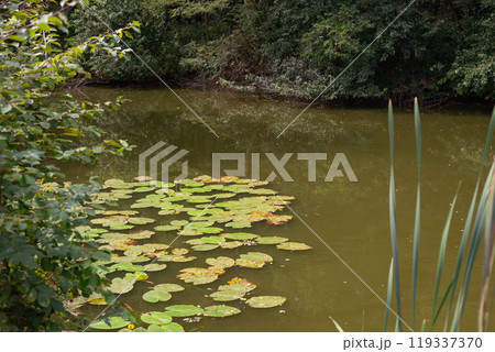 Pond with water lilies. Scenic of swamps in the park 119337370