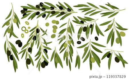 Green and black olives. Cartoon organic mediterranean fruit, agriculture organic vegetable vegan food, natural healthy product. Vector isolated set 119337829