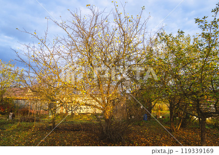 Golden autumn in the garden. Golden autumn in the garden. 119339169