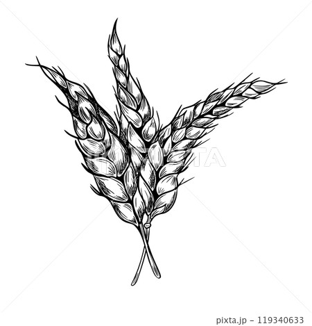 Bunch of wheat ears on stem black white graphic vector illustration isolated. Set of spikelet rye, barley monochrome hand drawn by ink botanical sketch for design beer label, natural product, bakery 119340633