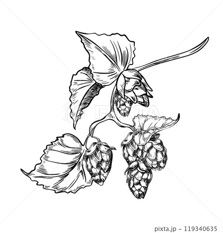 Hop cones on branch with leaves black white vector illustration isolated. Humulus plant monochrome graphic hand drawn in line art for design beer label, packaging, St Patrick day, Oktoberfest 119340635