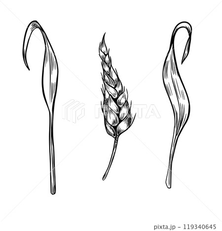 Ear rye and stalks black white graphic vector illustration isolated. Set of spikelet wheat, barley stems monochrome hand drawn by ink line art for design natural product, label grocery, bakery. 119340645