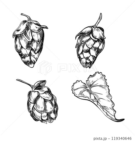 Humulus cones black white graphic vector illustration isolated. Hop cones and leaves in set monochrome hand drawn by ink in botanical sketch for design beer label, packaging, Oktoberfest poster. Humulus cones black white graphic vector illustration isolated. Hop cones and leaves in set monochrome hand drawn by ink in botanical sketch for design beer label, packaging, Oktoberfest poster. 119340646