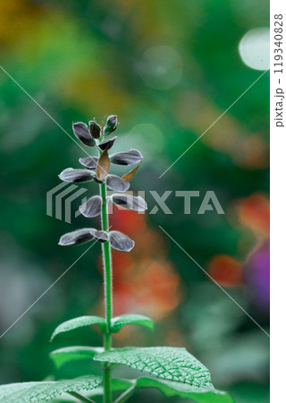Brazilian anisesage. Salvia guaranitica on green background. Tiny violet flowers in botanical garden. Small flower buds closed. Perennials plants. Brazilian anisesage. Salvia guaranitica on green background. Tiny violet flowers in botanical garden. Small flower buds closed. Perennials plants. 119340828