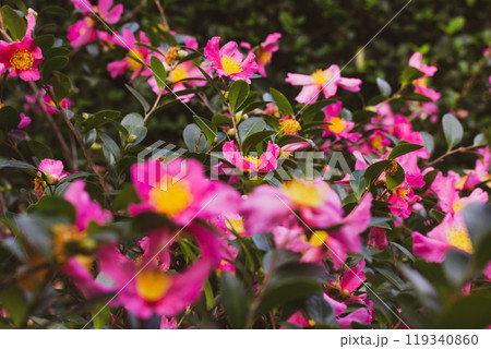 A lot of pink camellia flowers in full bloom growing on a bush in spring garden. Summertime orchard. Floral postcard. Blossom of Camellia Japonica. A lot of pink camellia flowers in full bloom growing on a bush in spring garden. Summertime orchard. Floral postcard. Blossom of Camellia Japonica. 119340860