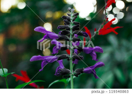 Brazilian anisesage. Salvia guaranitica on green background. Tiny violet and red flowers in shady garden. Small flower buds. Perennials plants blooms. Brazilian anisesage. Salvia guaranitica on green background. Tiny violet and red flowers in shady garden. Small flower buds. Perennials plants blooms. 119340863