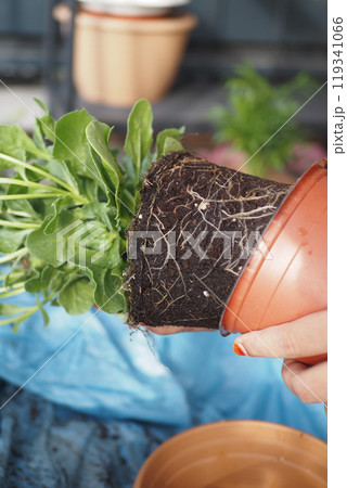 Successfully transplanting young plants ensures they develop healthy roots for thriving growth 119341066