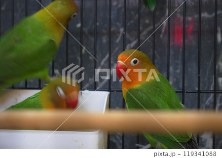 The Vibrantly Colored Lovebirds Happily Resting Inside Their Comfortable Cage Space 119341088