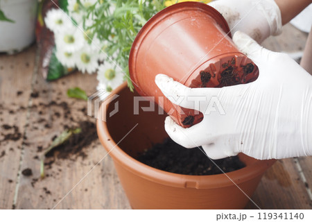 Planting in a lovely Terracotta Pot while wearing Gardening Gloves for better grip Planting in a lovely Terracotta Pot while wearing Gardening Gloves for better grip 119341140