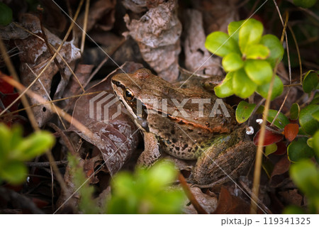Cute little Wood frog (Lithobates sylvaticus) is sitting on the ground among brown fallen leaves and green plants in autumn. 119341325