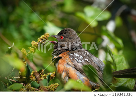Spotted Towhee with bright feathers is resting on the tree branch in dense foliage in the forest in hot sunny day. 119341336