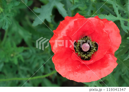 One bright red poppy with black center is blooming among green leaves in the summer garden. 119341347