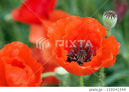 Beautiful field of wild red poppies with green background in summer warm day. Beautiful field of wild red poppies with green background in summer warm day. 119341349