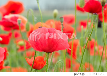 Close-up to beautiful bright red poppies with buds among green leaves blooming in summer garden. Close-up to beautiful bright red poppies with buds among green leaves blooming in summer garden. 119341352