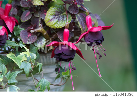 Gorgeous Fuchsia 'New Millenium' with double flowers with deep pink sepals and dark purple petals growing in a patio pot with English ivy vine. 119341356