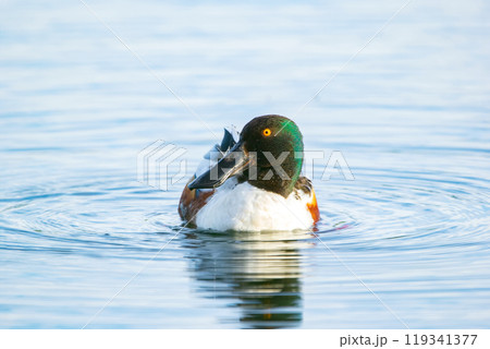Male duck Northern Shoveler in bright breeding plumage is swimming in calm lake waters. Male duck Northern Shoveler in bright breeding plumage is swimming in calm lake waters. 119341377