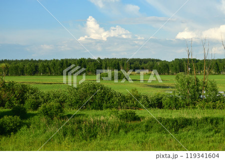 Summer countryside landscape with forest and meadow in Russia 119341604