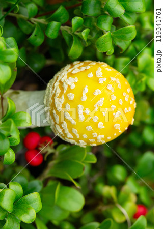 Cute and bright yellow mushroom Amanita muscaria (fly agaric) with round cap is growing in evergreen creeping shrub of bearberry with little red fruit. Cute and bright yellow mushroom Amanita muscaria (fly agaric) with round cap is growing in evergreen creeping shrub of bearberry with little red fruit. 119341761