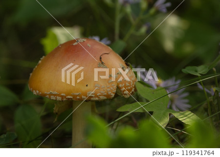 Beautiful bright yellow Amanita muscaria (Fly agaric) is growing among green leaves and purple aster flowers in the forest floor. 119341764