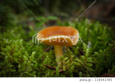 Mature species of Cortinarius mucosus mushroom (orange webcap or slimy cortinarius) with orange sticky cap grows from moss on the forest floor. 119341765