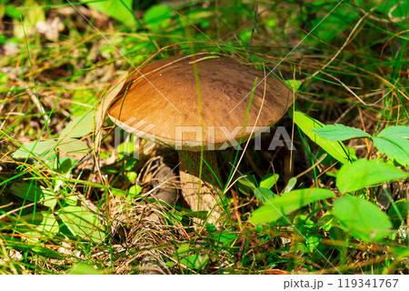 Leccinum scabrum (or Birch bolete, scaber stalk), a mushroom with brown cap, is growing in grass and leaves in the forest floor. Leccinum scabrum (or Birch bolete, scaber stalk), a mushroom with brown cap, is growing in grass and leaves in the forest floor. 119341767