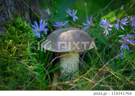 Leccinum scabrum (or Birch bolete, scaber stalk), a mushroom with brown cap, is growing in moss among leaves and purple aster flowers in the forest floor. 119341768