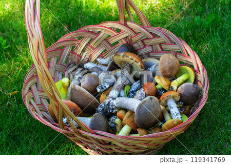 Brown wicker basket full of yellow boletes (Hemileccinum subglabripes), birch boletes (Leccinum scabrum) and orange-capped boletes (Leccinum aurantiacum) is on the forest ground in green grass. Brown wicker basket full of yellow boletes (Hemileccinum subglabripes), birch boletes (Leccinum scabrum) and orange-capped boletes (Leccinum aurantiacum) is on the forest ground in green grass. 119341769