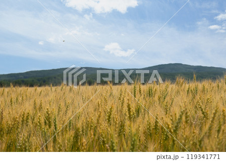 Scenic prairie landscape of the ripening green and yellow wheat field with forest hills in the background and blue sunny sky. 119341771