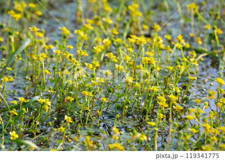 Bright yellow carpet of aquatic flowers of Small yellow crowfoot is blooming on the water surface in wetland in summer. 119341775