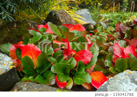 Colorful green and red with orange foliage of hardy perennial Bergenia plants growing in the garden among rocks. Colorful green and red with orange foliage of hardy perennial Bergenia plants growing in the garden among rocks. 119341788