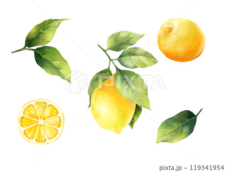 Lemons with leaves, isolated on white background. Hand drawn illustration. Lemons with leaves, isolated on white background. Hand drawn illustration. 119341954