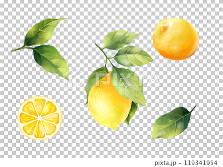 Lemons with leaves, isolated on white background. Hand drawn illustration. 119341954