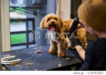 Dog grooming session in a modern salon during daylight hours 119342083