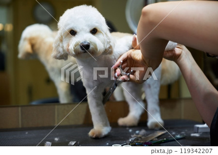 Dog receives grooming at a pet salon during a busy afternoon session 119342207