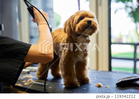 Grooming a fluffy dog at a pet salon during a sunny afternoon Grooming a fluffy dog at a pet salon during a sunny afternoon 119342212