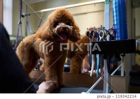 Poodle groomer carefully styling a fluffy brown dog at a pet salon 119342214