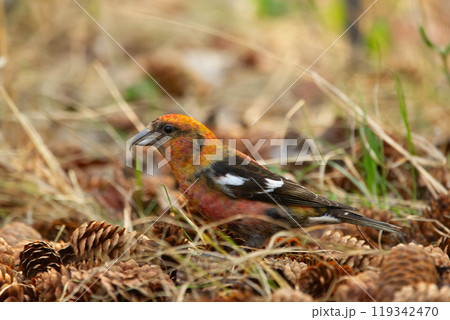 Colorful orange and red White-winged crossbill is perched on the branch of the tree in the wood and holding the spruce cone, eating seeds in spring. 119342470