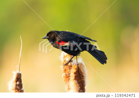 Male Red-winged blackbird is perched on the reed during nesting season at the lake near the forest. 119342471