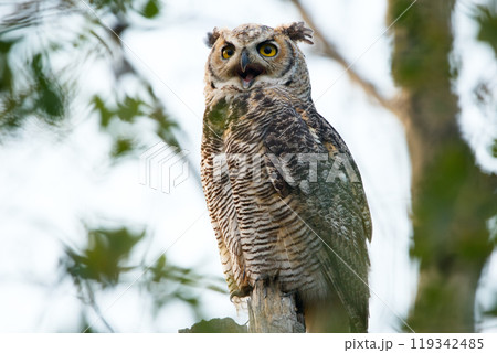Young Great-horned owl is sitting on a tree with green leaves in the poplar wood in summer and looking for prey in summer. Young Great-horned owl is sitting on a tree with green leaves in the poplar wood in summer and looking for prey in summer. 119342485
