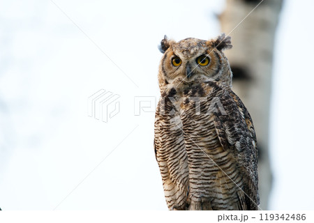 Young Great-horned owl is sitting on a tree with green leaves in the poplar wood in summer and looking for prey in summer. Young Great-horned owl is sitting on a tree with green leaves in the poplar wood in summer and looking for prey in summer. 119342486