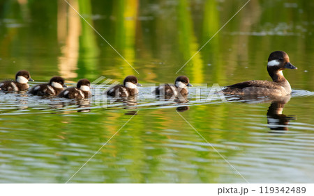 Bufflehead duck family - mother with little cute fluffy ducklings are swimming in the water of the lake among reeds in warm summer sunny day. 119342489