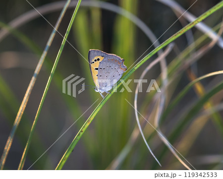 butterfly of Coenonympha, the picture is made in the field in a native habitat. 119342533