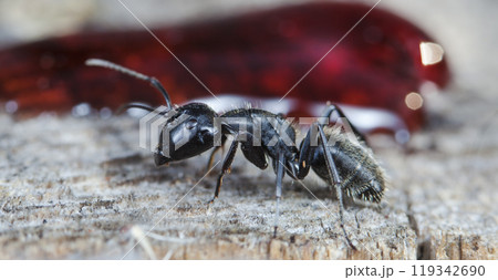big forest ants in a native habitat 119342690