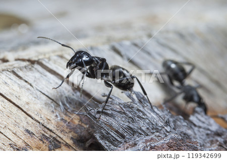 big forest ants in a native habitat big forest ants in a native habitat 119342699