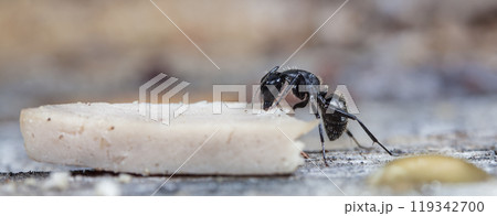 big forest ants in a native habitat 119342700