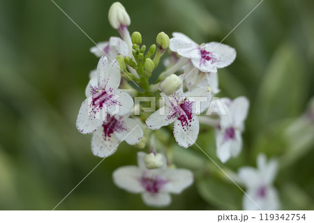 Close-up of beautiful white and purple cluster of flowers of tropical plant Pseuderanthemum carruthersii or the Carruthers' falseface with bright green leaves. Close-up of beautiful white and purple cluster of flowers of tropical plant Pseuderanthemum carruthersii or the Carruthers' falseface with bright green leaves. 119342754