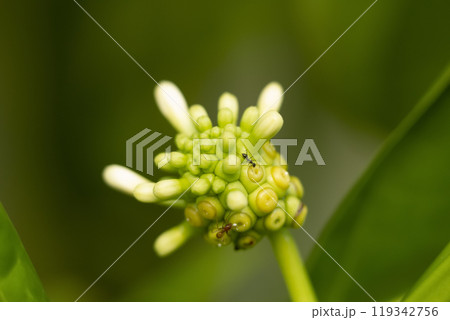 Young unripe green Noni fruit with white blossom growing on the branch of the tropical bush with foliage. 119342756