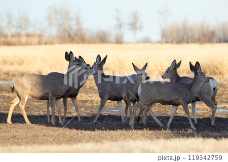Group of young Mule deers on the agricultural field with puddles in early spring, bald trees and yellow grass. Group of young Mule deers on the agricultural field with puddles in early spring, bald trees and yellow grass. 119342759