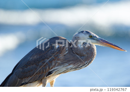 Great blue heron is standing on the rock in the ocean coastline and fishing in a sunny day, blue sea and waves on the background. 119342767